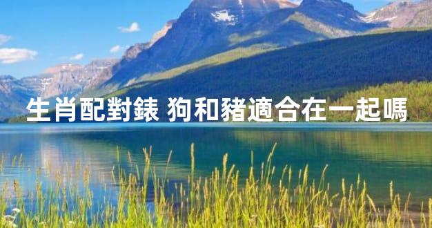 生肖配對錶 狗和豬適合在一起嗎